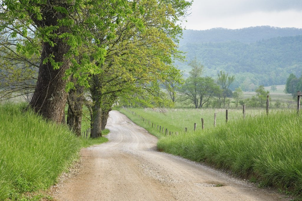 Detail of Rural Road in Cades Cove by Anonymous