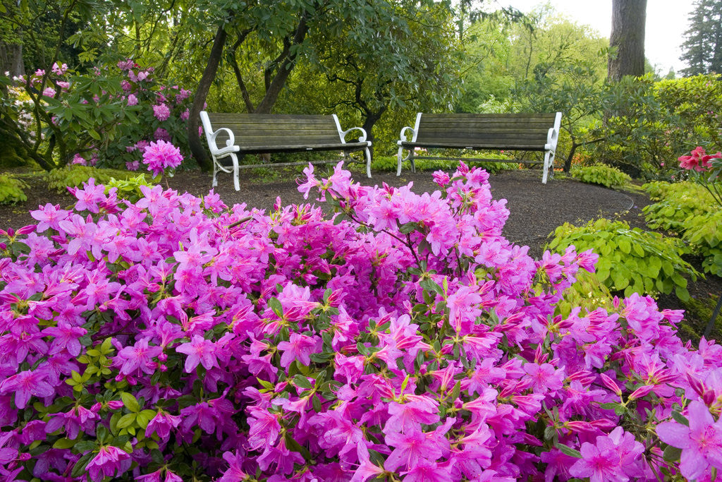Detail of Benches Set amid Rhododendrons by Anonymous