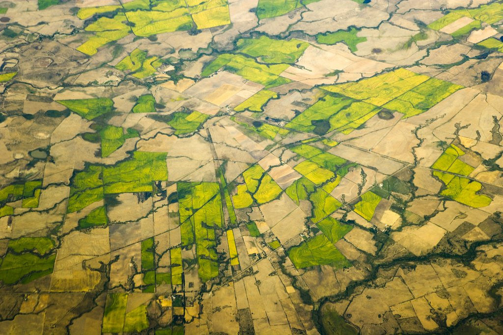 Detail of Green Agricultural Fields in Chile by Anonymous