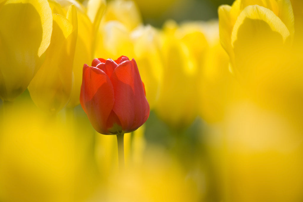 Detail of Red Tulip with Yellow Tulips by Corbis