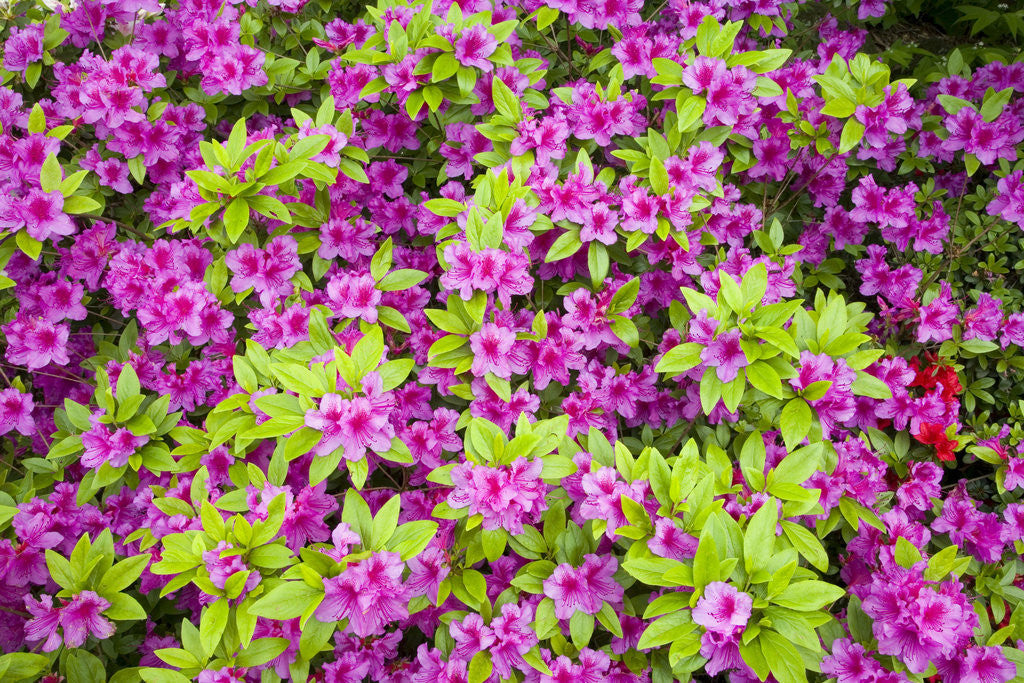 Detail of Azaleas in Bloom by Anonymous