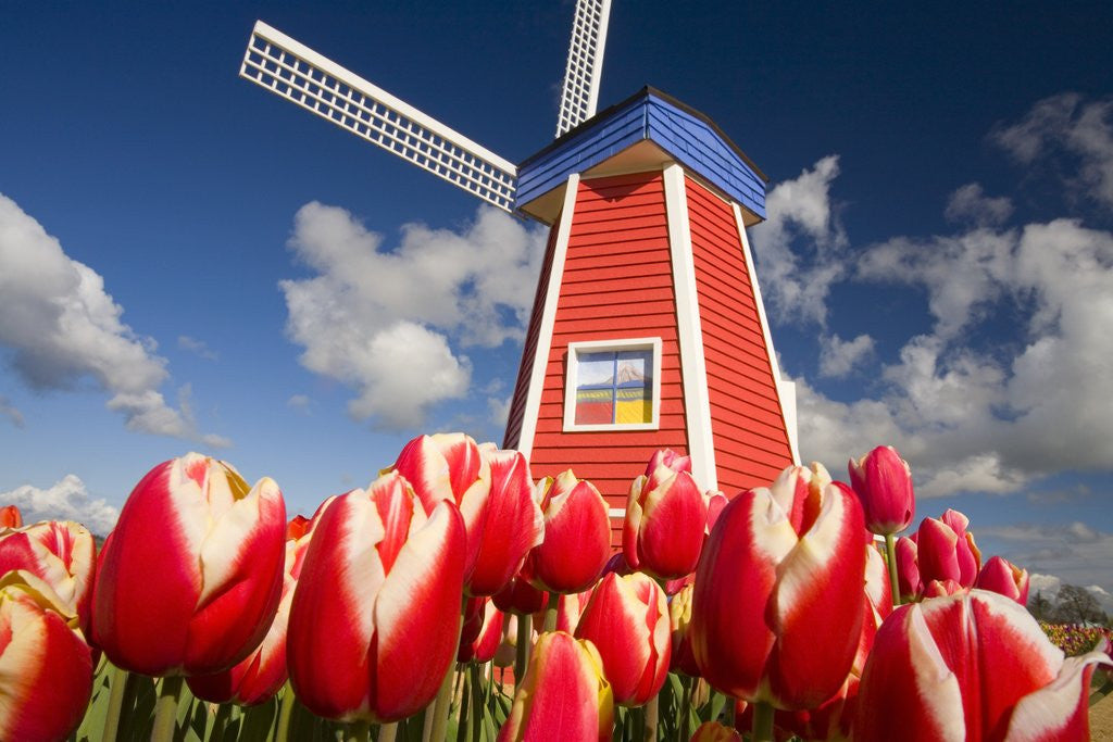 Detail of Windmill in Tulip Field by Anonymous