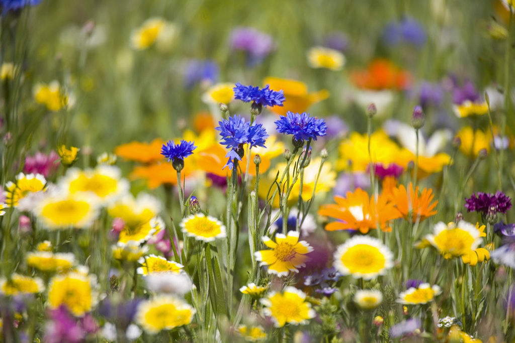 Detail of Wildflowers in Bloom by Anonymous