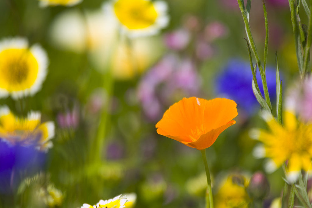Detail of California Poppy Among Wildflowers by Corbis