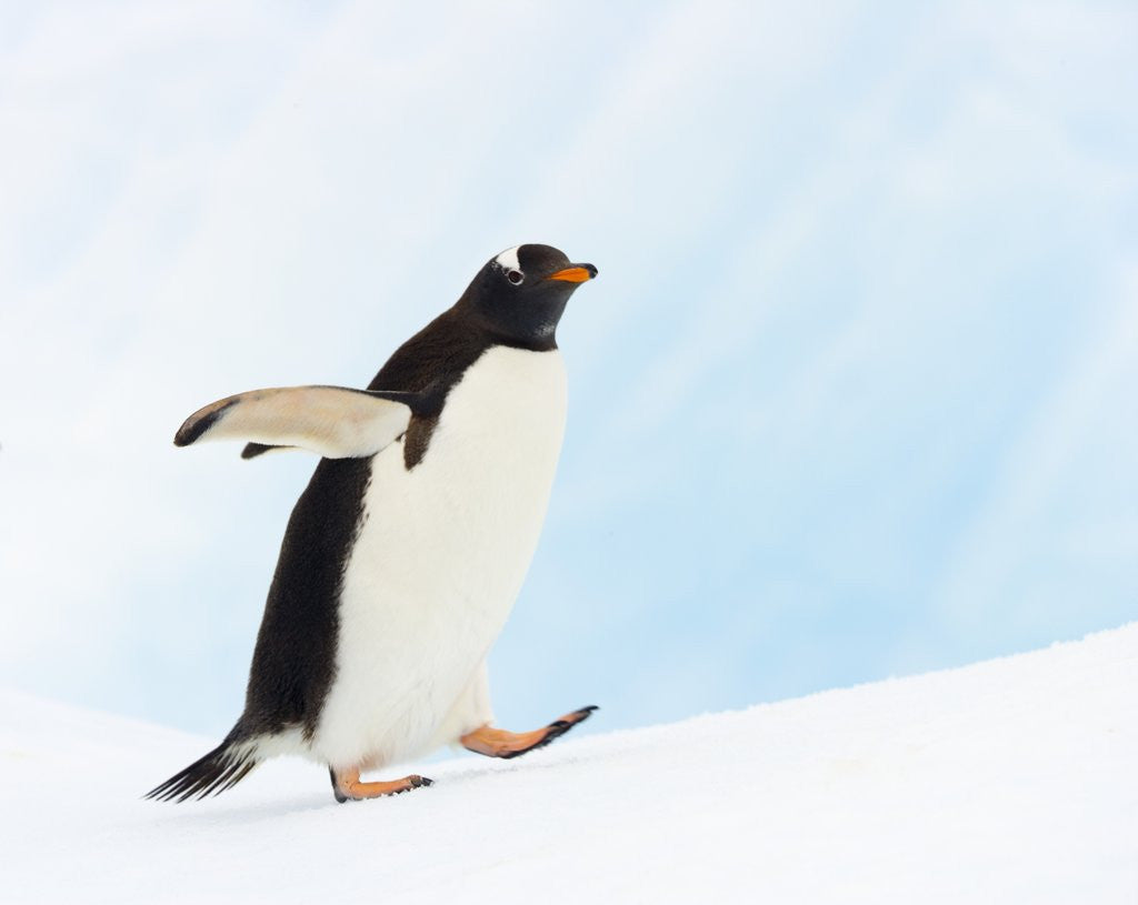 Detail of Gentoo Penguin on Iceberg in Gerlache Strait by Anonymous