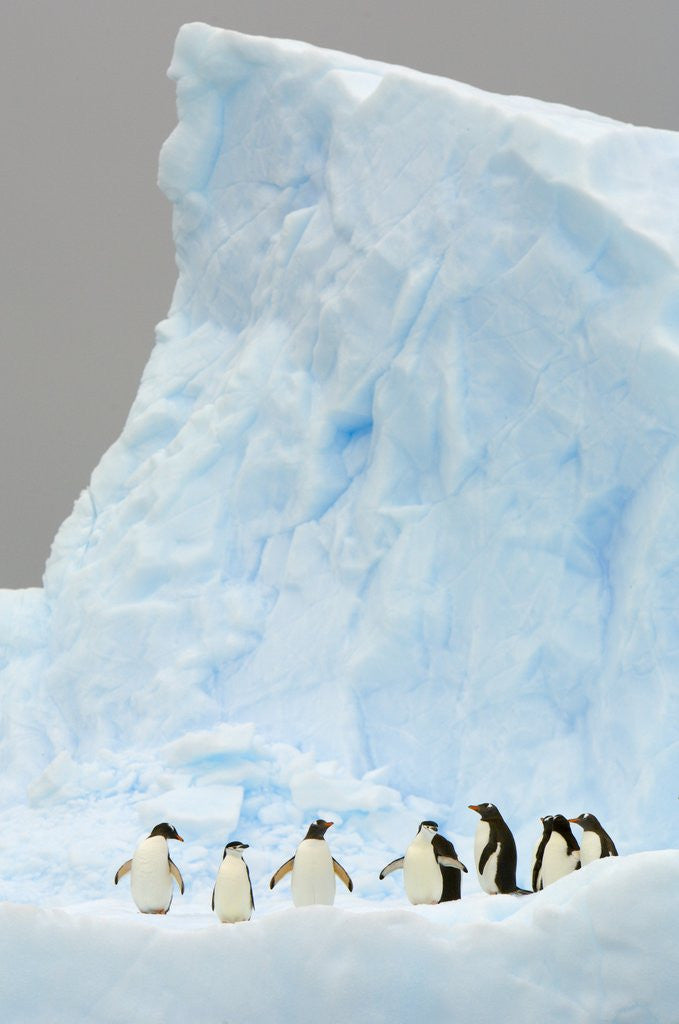 Detail of Gentoo and Chinstrap Penguins on Iceberg in Gerlache Strait by Corbis