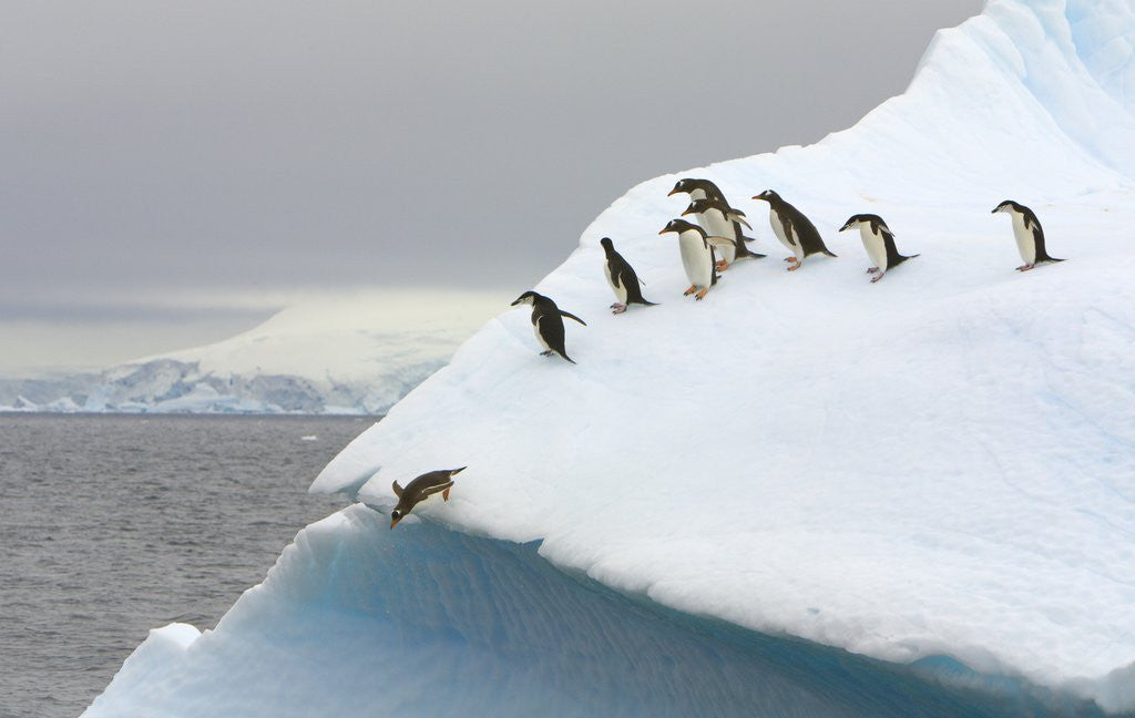 Detail of Gentoo Penguin Jumping Off Iceberg in Gerlache Strait by Corbis