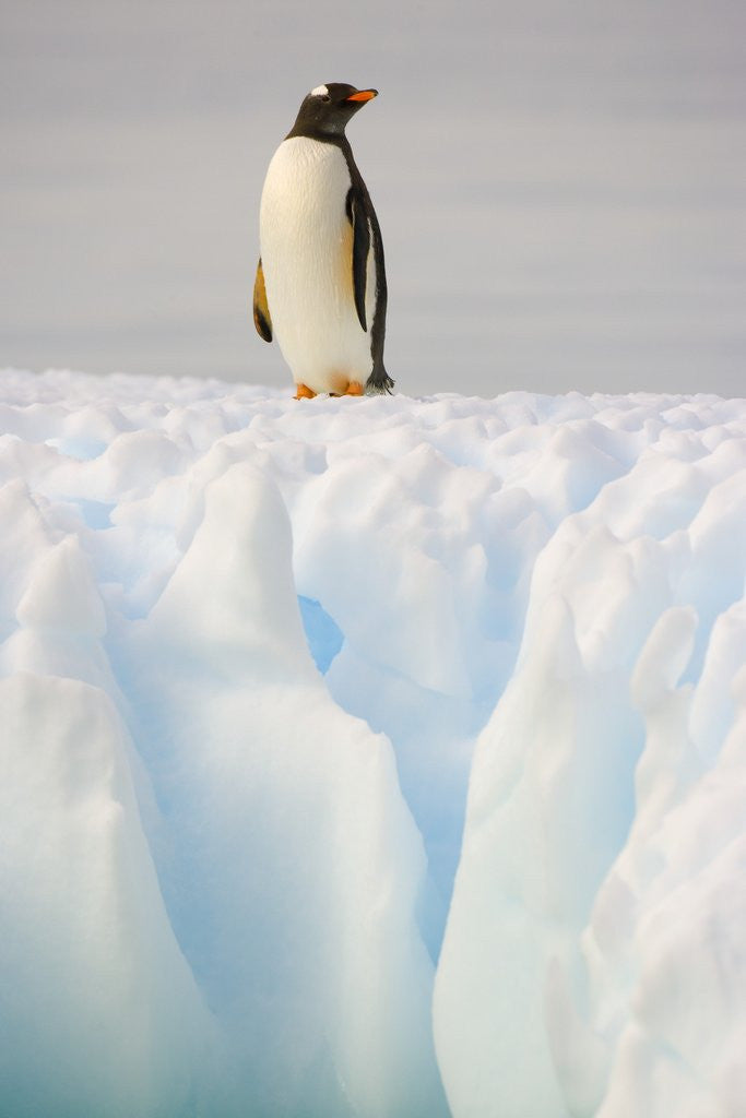 Detail of Gentoo Penguin on Ice Floe on the Antarctic Peninsula by Anonymous