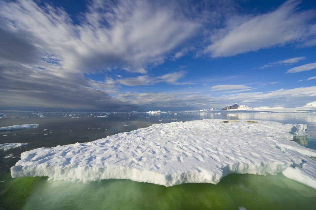 Detail of Crabeater Seals on Ice Floe at Holtedehl Bay by Anonymous