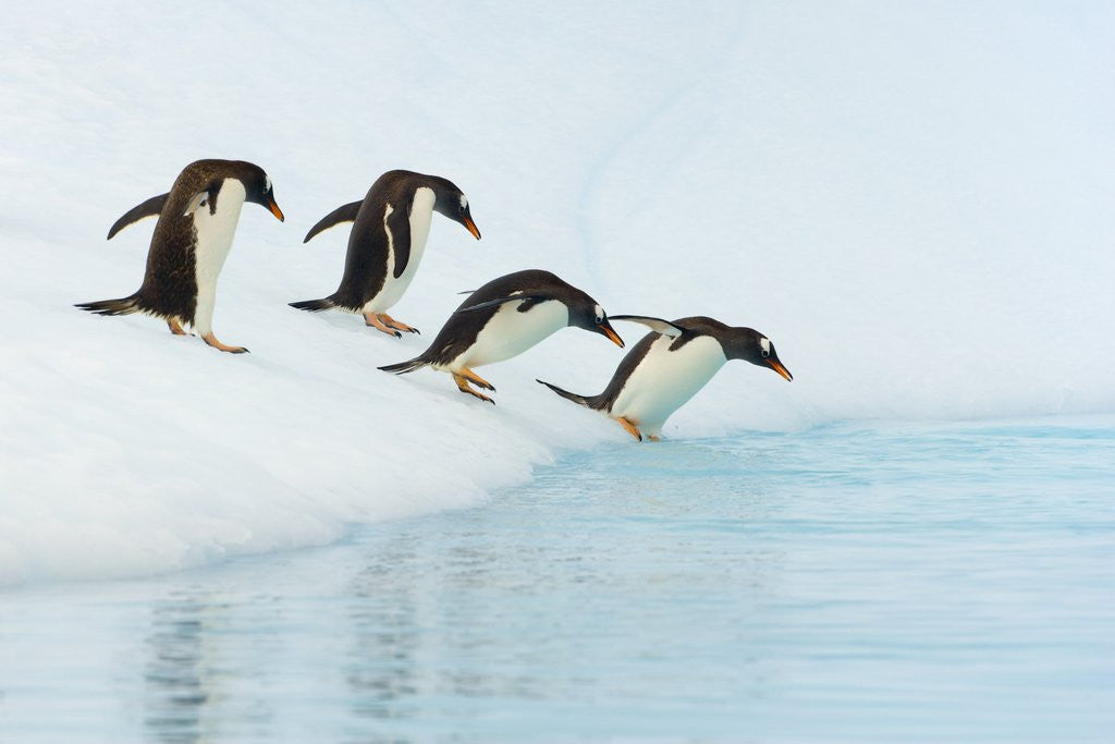 Detail of Gentoo Penguins Contemplating Jumping into Gerlache Strait by Anonymous