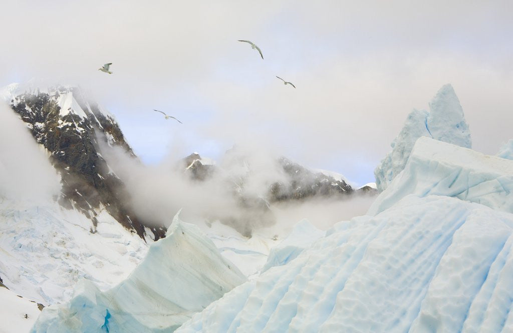 Detail of Gulls Flying Above Stranded Icebergs at Boothe Island by Corbis