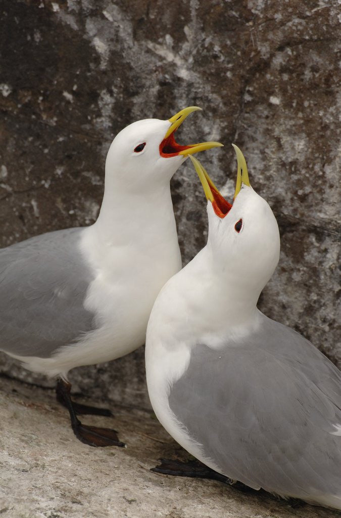 Detail of Black-legged Kittiwake Breeding Couple Greeting each Other by Anonymous
