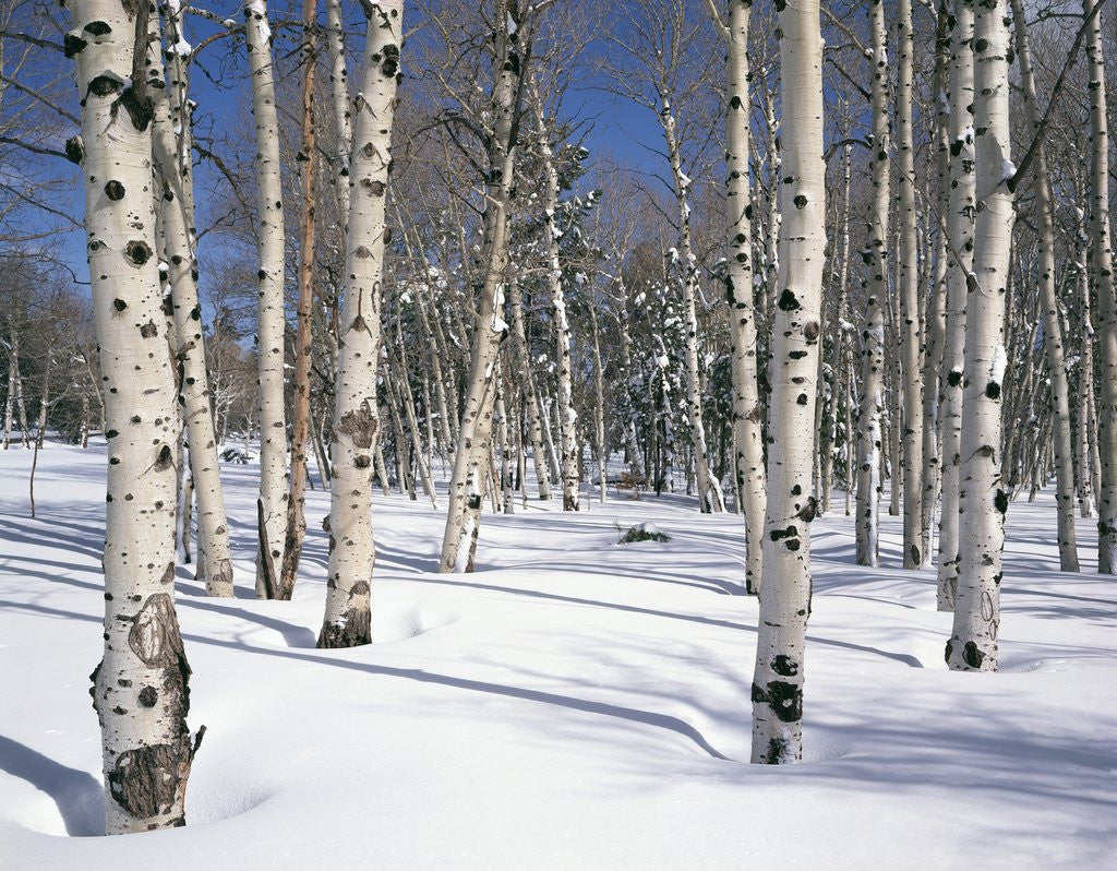 Detail of Quaking Aspens in Snow by Corbis