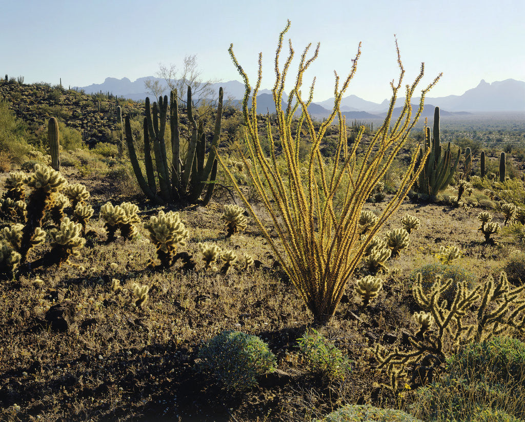 Detail of The Sonoran Desert at Sunrise by Corbis