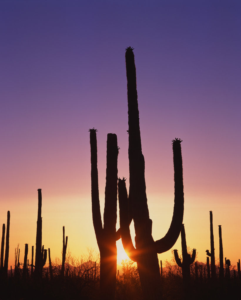 Detail of Saguaro Cacti at Sunset by Anonymous