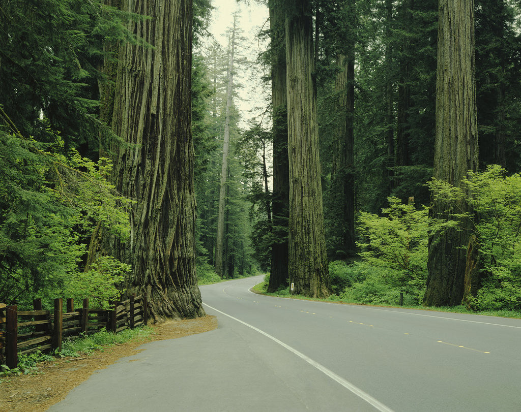 Detail of Highway 101 through Redwoods by Anonymous