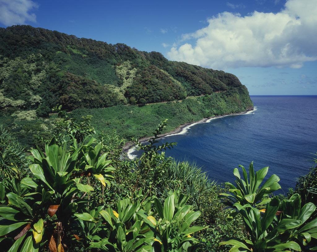 Detail of Lush Growth Along Coastline by Anonymous