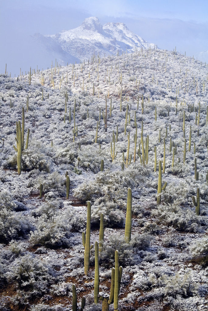 Detail of Sonoran Desert in winter by Anonymous