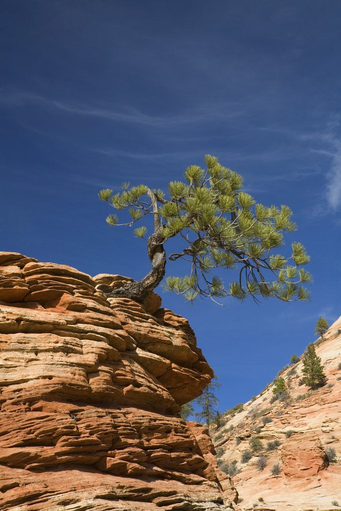 Detail of Pinyon Pine atop Sandstone Hoodoo by Anonymous