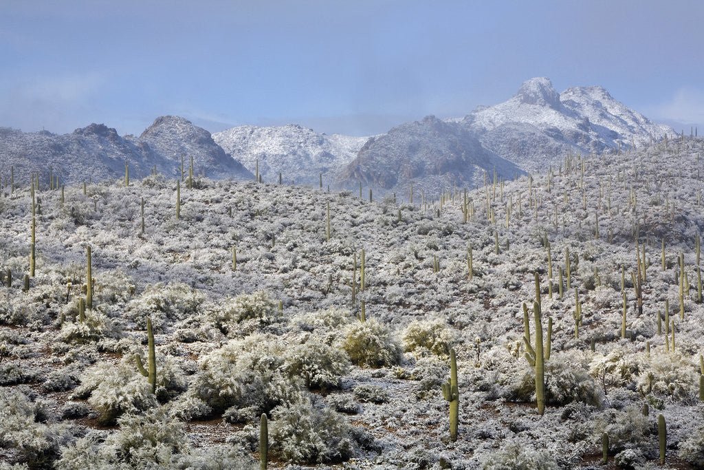 Detail of Sonoran Desert in winter by Anonymous