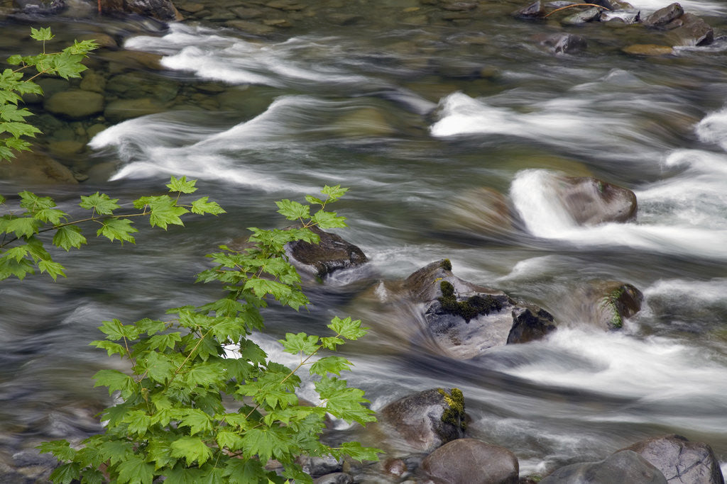 Detail of Sol Duc River Flowing over Rocks by Anonymous