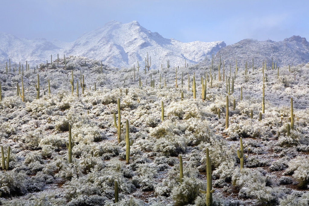 Detail of Winter in the Sonoran Desert by Anonymous