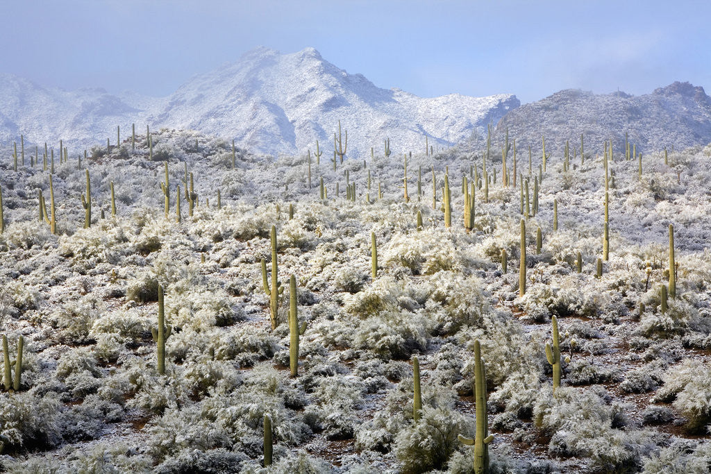 Detail of Winter in the Sonoran Desert by Corbis