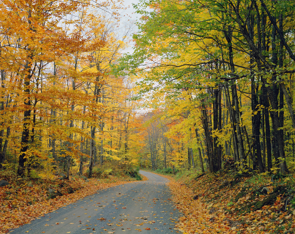 Detail of Country Road through Forest in Autumn by Anonymous