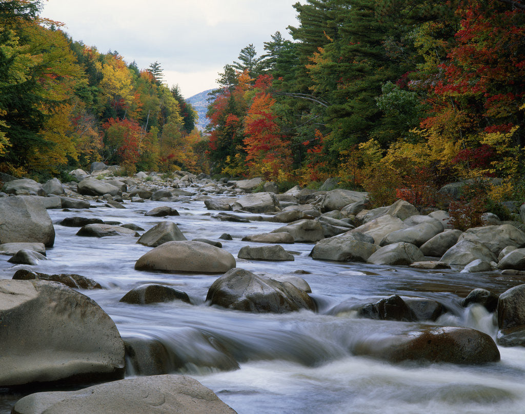 Detail of Swift River Flowing through Forest in Autumn by Anonymous