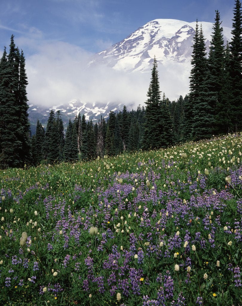 Detail of Wildflowers in Meadow Below Mt. Rainier by Anonymous