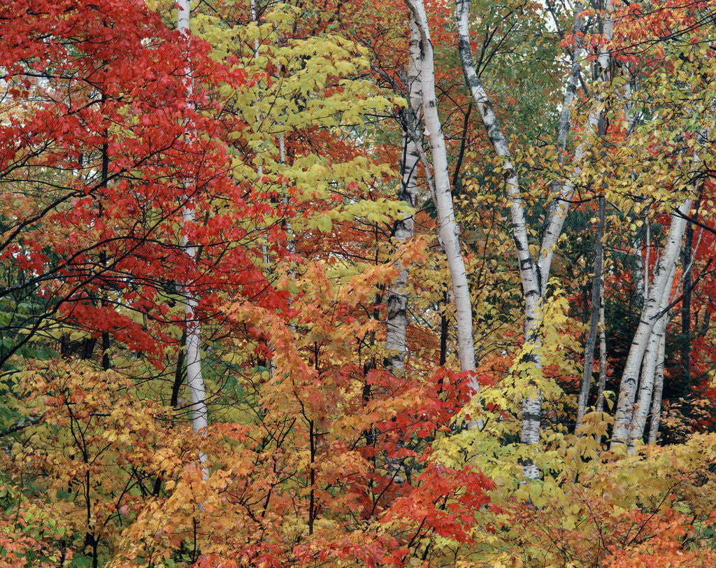 Detail of Maples and Birches in Autumn by Corbis
