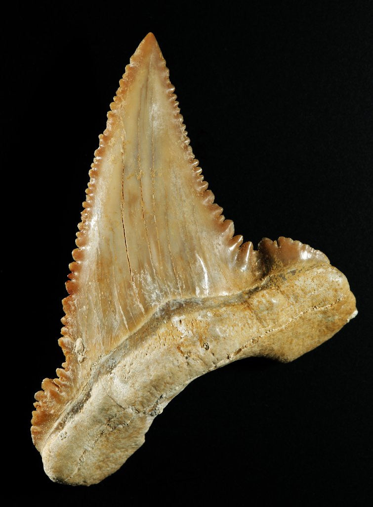 Detail of Tooth from Great White Shark by Anonymous