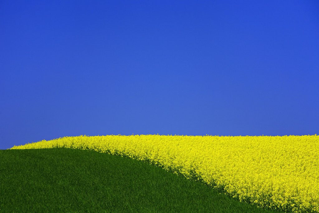 Detail of Blooming Rape Plant Field by Anonymous