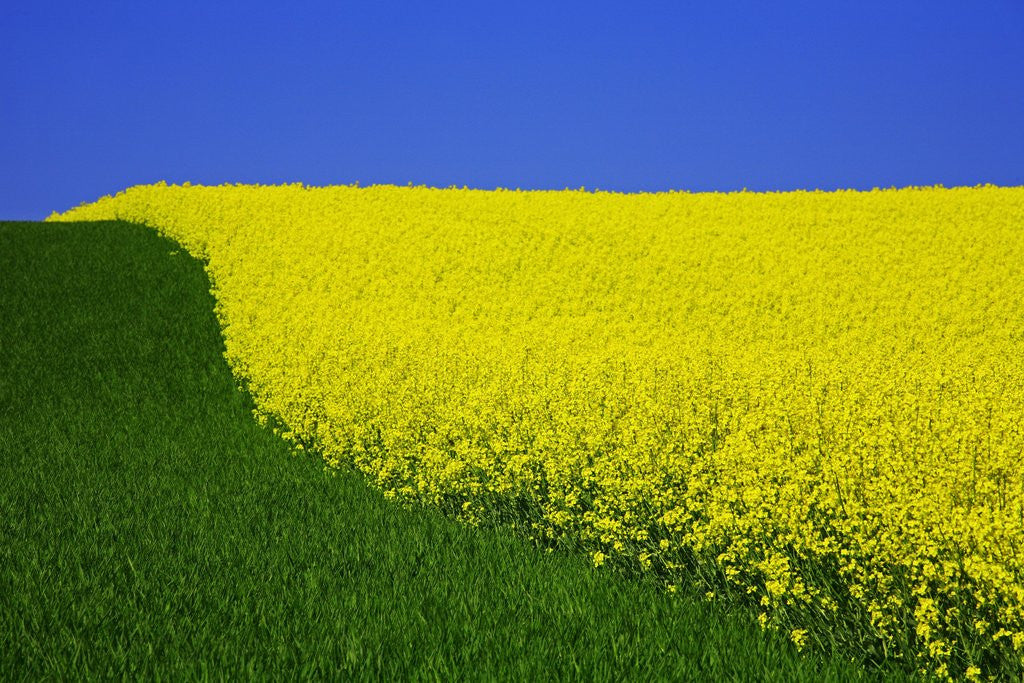 Detail of Blooming Rape Plant Field by Anonymous