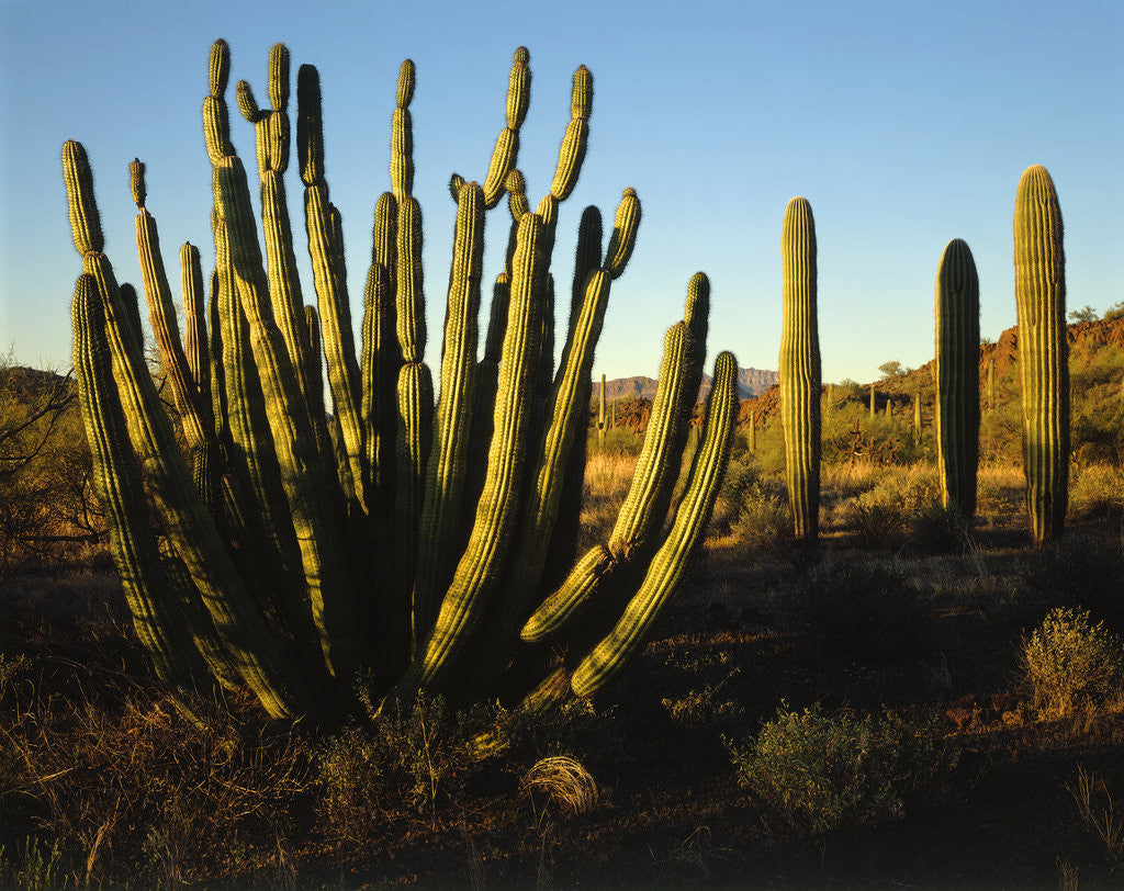 Detail of Organ Pipe Cactus by Anonymous