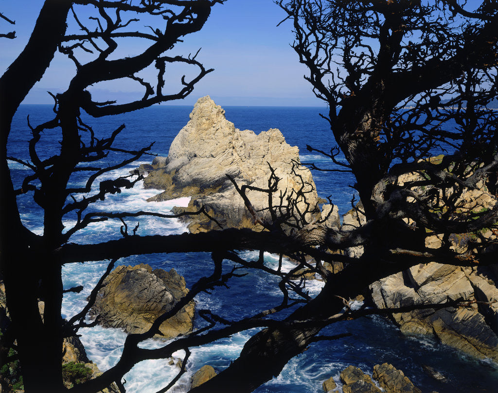 Detail of Cypress Trees at Point Lobos by Anonymous