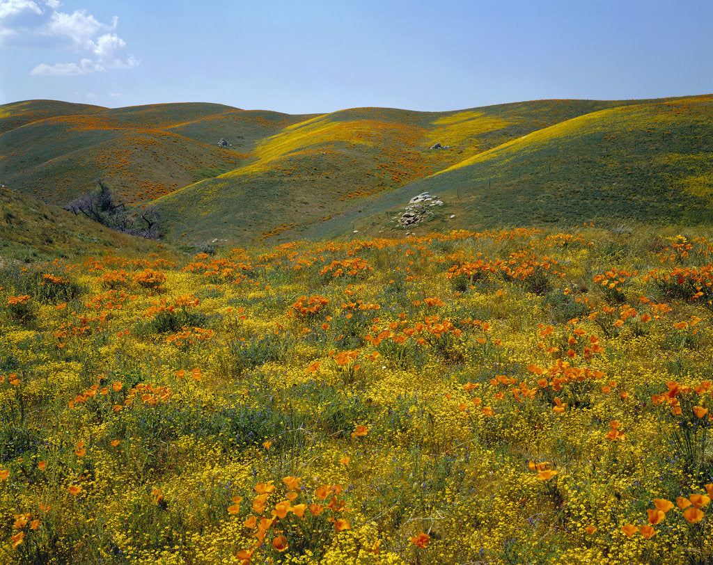 Detail of California Poppies Among Goldfields by Corbis