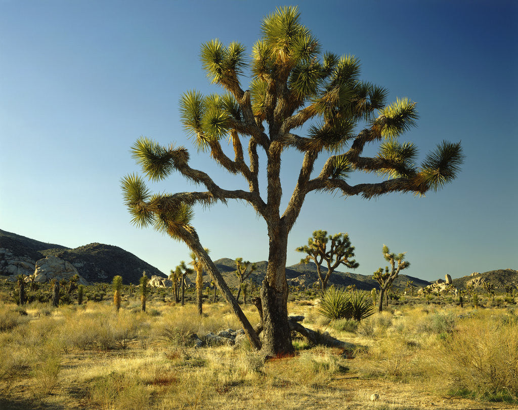 Detail of Joshua Tree National Park by Anonymous