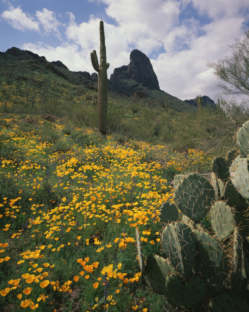 Detail of Picacho Peak State Park by Anonymous