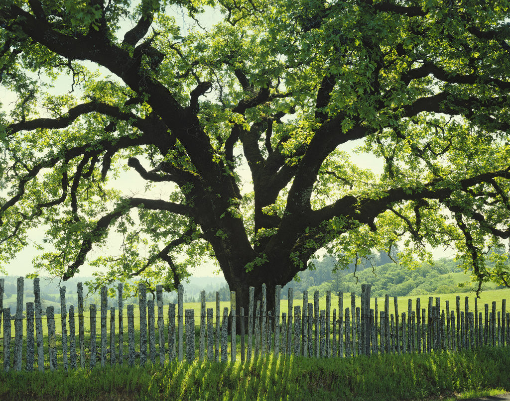 Detail of Coast Live Oak, Sonoma Coast by Anonymous
