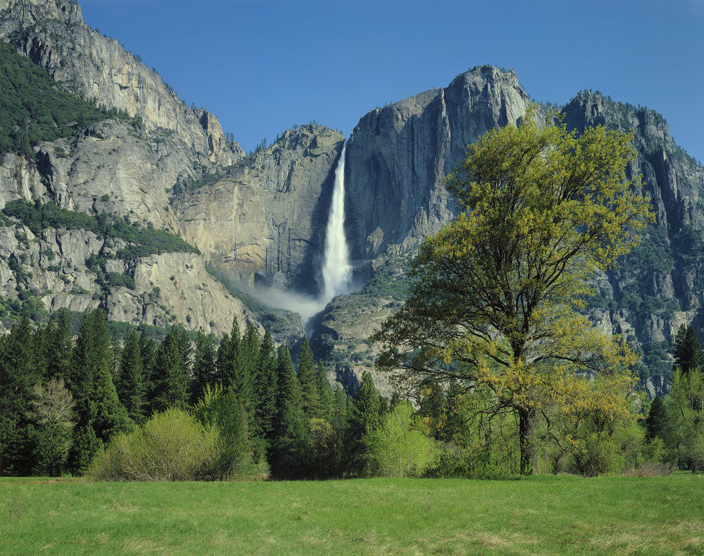 Detail of Yosemite Falls by Anonymous