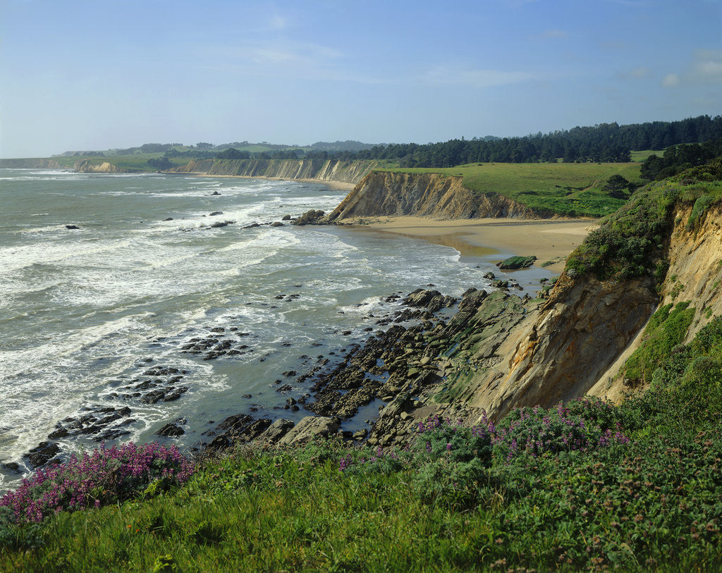 Detail of Sonoma Coast by Anonymous