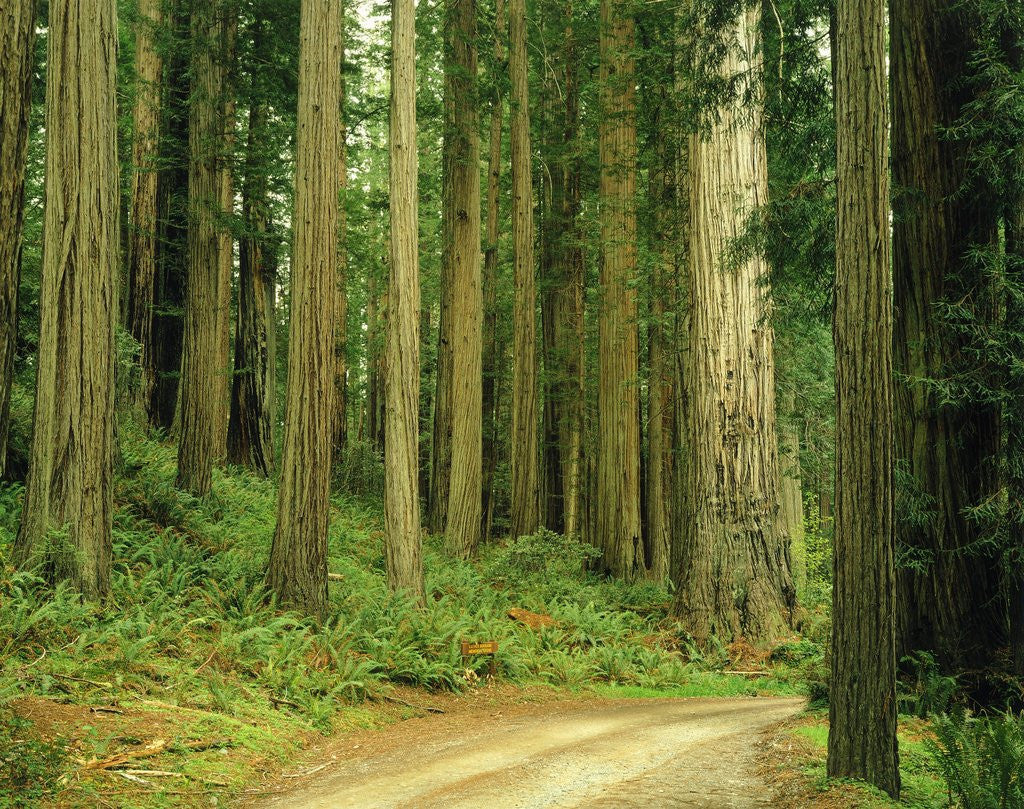 Detail of Coast Redwoods by Anonymous