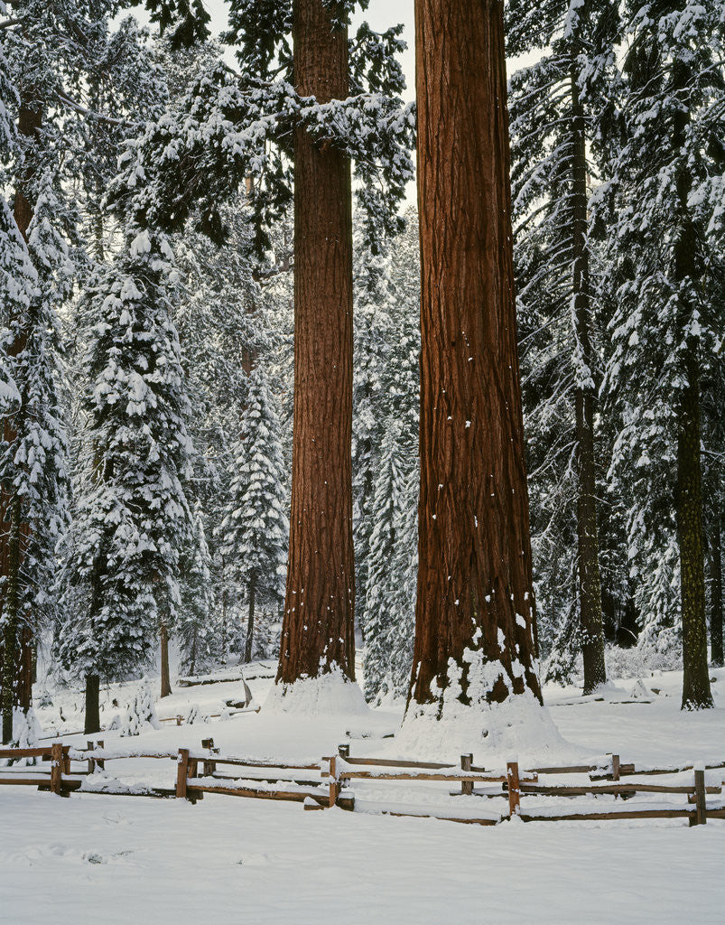 Detail of Sequoia Trees in Snow by Anonymous