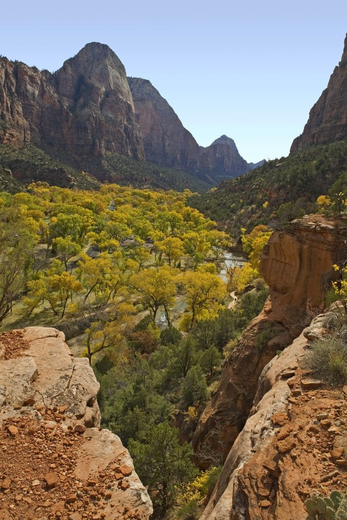 Detail of Fremont Cottonwoods at Zion National Park by Anonymous