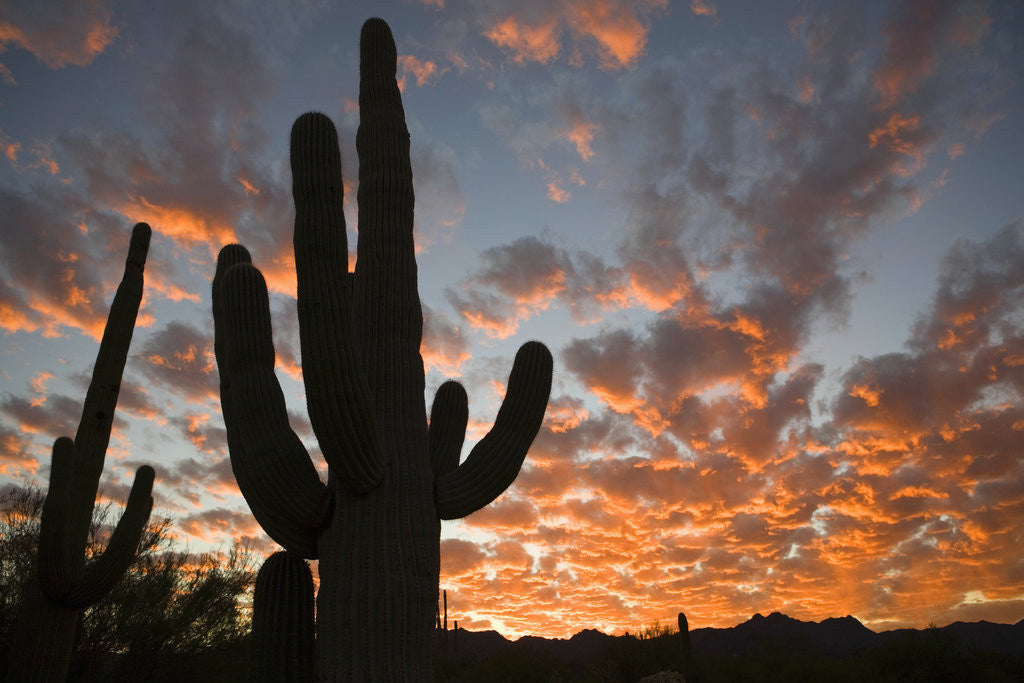 Detail of Saguaros at sunset by Anonymous