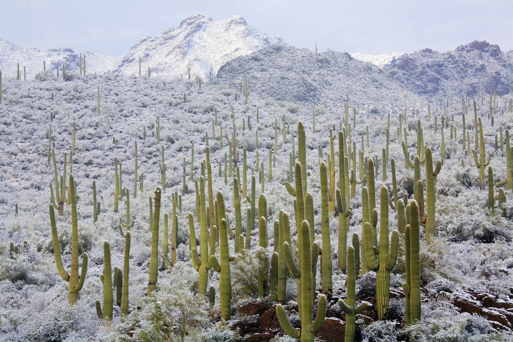 Detail of Saguaros in Snow by Anonymous