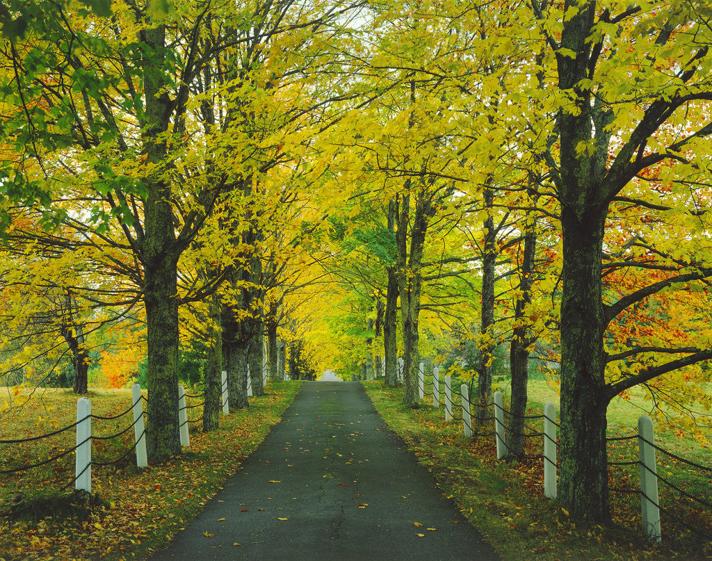Country Road Through Maples by Corbis