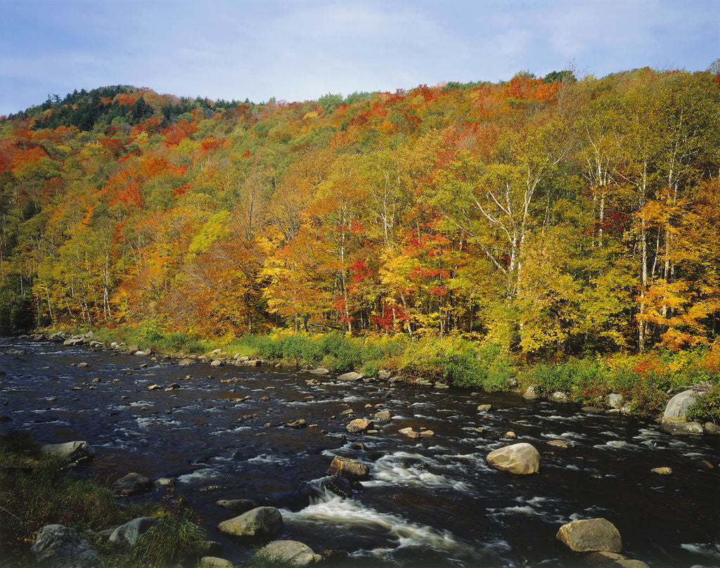 Detail of Autumn Colors Along Au Sable River by Anonymous