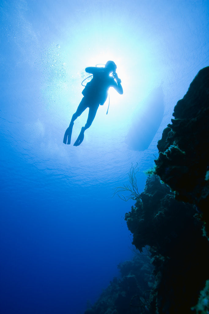 Detail of Scuba Diver near Bloody Bay Wall by Anonymous